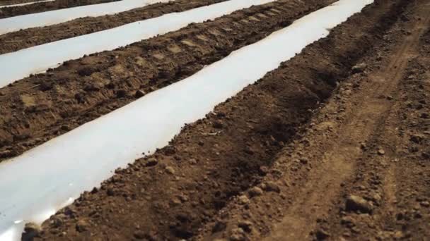 Landwirt bereitet Feld für Tomatenaussaat vor — Stockvideo