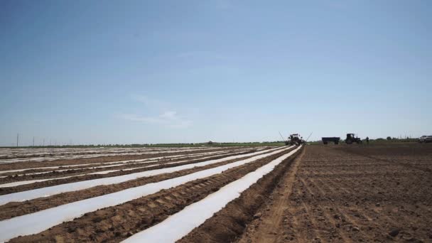 Agricultor está preparando campo para semear tomate — Vídeo de Stock