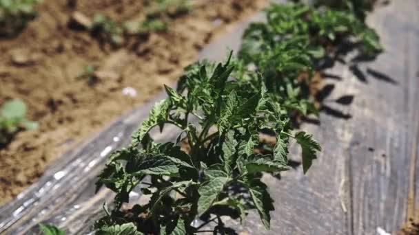 Campo con arbustos jóvenes de tomates — Vídeo de stock