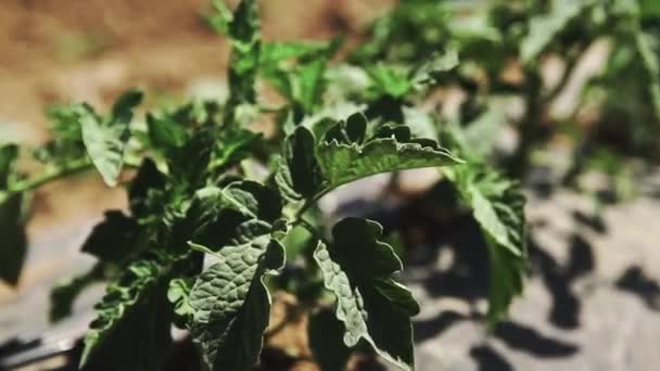 Champ avec de jeunes arbustes de tomates — Video