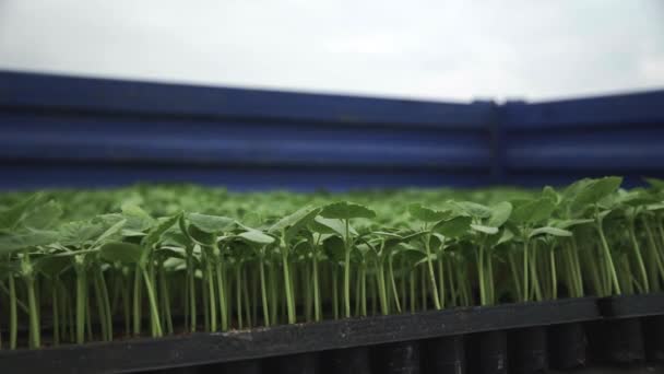 Caja con muchas plantas de pepino en tractor — Vídeo de stock