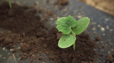 Toprakta tek başına salatalık filizini yakın.