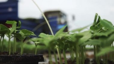 Arka planda bulanık traktör olan salatalık tohumlarını kapat