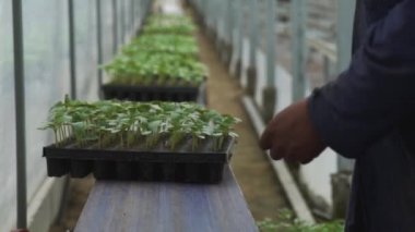 Salatalık tohumlu kutular ile otomatik hat taşıyıcı