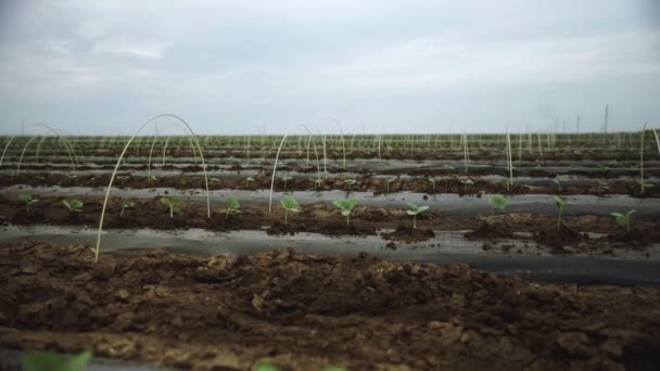 Intercropping fält av gurka. Vackert landskap av jordbruksmark. — Stockvideo