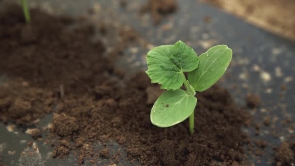 Närbild av ensam gurka fröplanta i marken — Stockvideo