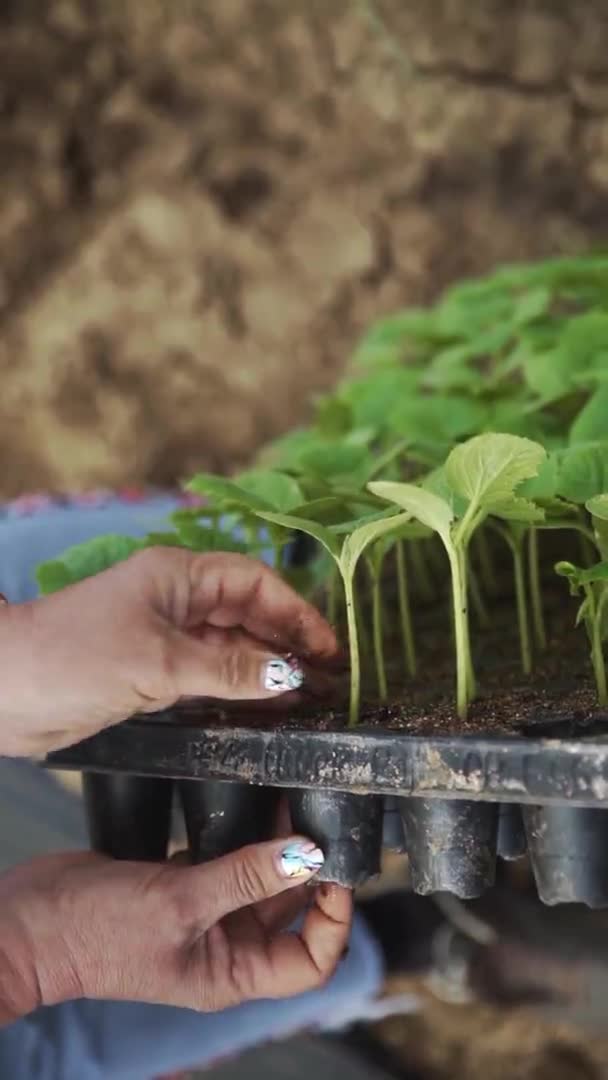 Agricoltore femminile tira fuori piantina di cetriolo dalla scatola — Video Stock