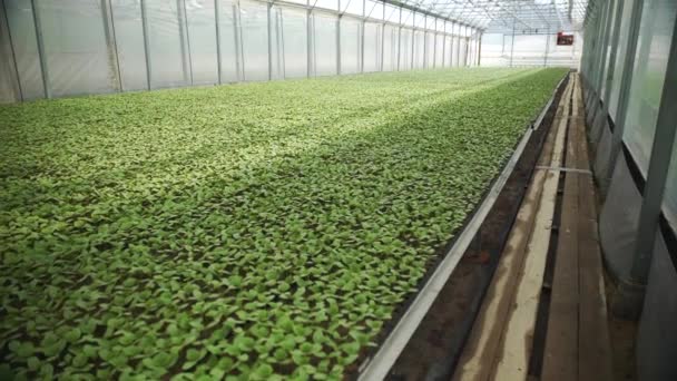 Invernadero para plantar plántulas de pepino — Vídeos de Stock