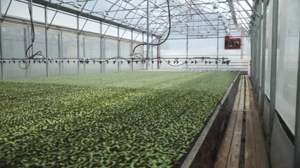 Invernadero para plantar plántulas de pepino. Riego automático — Vídeos de Stock