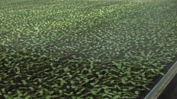 种植黄瓜幼苗的温室.自动浇水 — 图库视频影像
