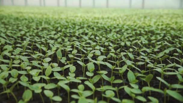 Kas voor het planten van komkommer zaailing — Stockvideo