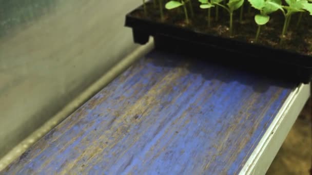 キュウリの苗が付いた箱付き自動ラインコンベア — ストック動画