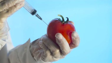 Mavi arka plandaki domatesin içine yeşil sıvı gmo enjekte eder.