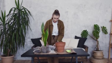 Çekici kadın çiçeği yeni ve büyük bir çömleğe naklediyor.