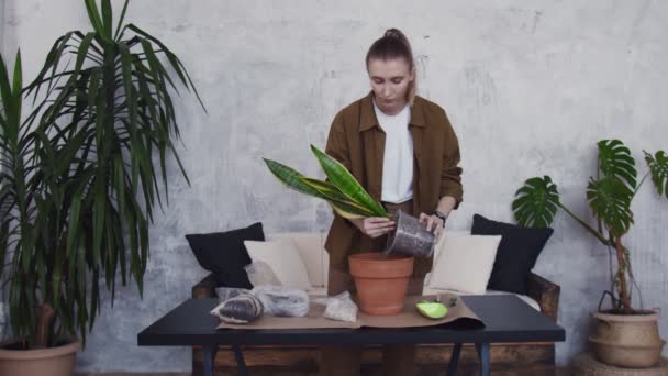 Attraktive Frau verpflanzt die Blume in einen neuen schönen und großen Topf — Stockvideo