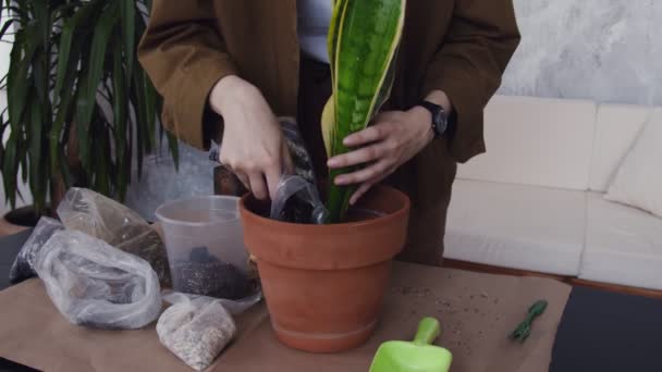 Donna attraente trapiantare il fiore in nuovo vaso bello e grande — Video Stock