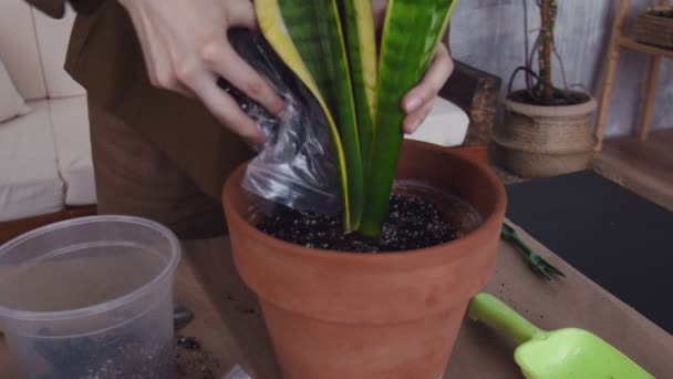 Привлекательная женщина пересадить цветок в новый красивый и большой горшок — стоковое видео