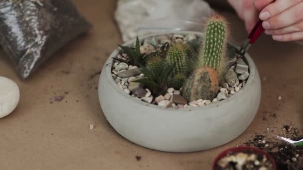 Botánico femenino decorado cactus casa plantas en maceta — Vídeo de stock