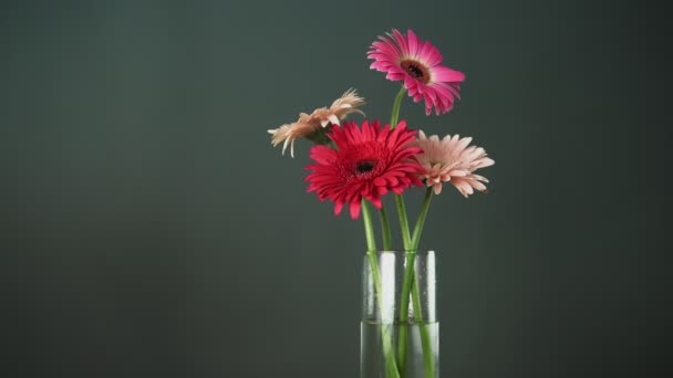 Main mâle met gerbera rouge dans un vase en verre avec d'autres fleurs de gerbera colorées — Video