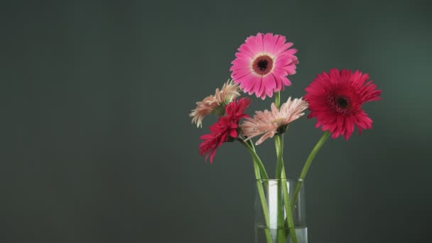 Αρσενικό χέρι παίρνει κόκκινο gerbera και βάζει πίσω σε ένα γυάλινο βάζο με άλλα πολύχρωμα λουλούδια gerbera — Αρχείο Βίντεο