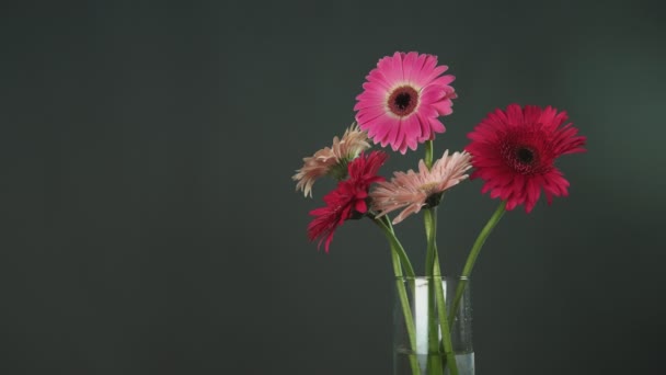 Mão masculina leva gerbera vermelho em um vaso de vidro com outras flores de gerbera coloridas — Vídeo de Stock