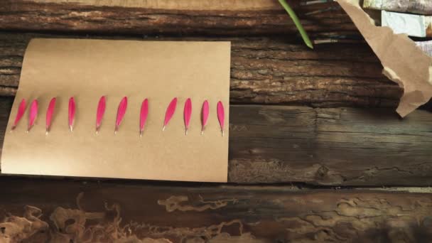 Man uses tweezers to takes petal of red gerbera — Stock Video