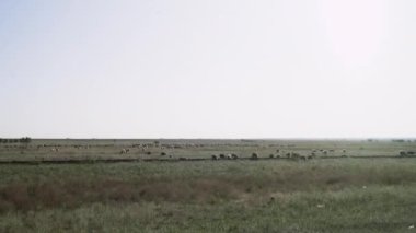 Bozkırda otlayan ve dinlenen koyun sürüsü.