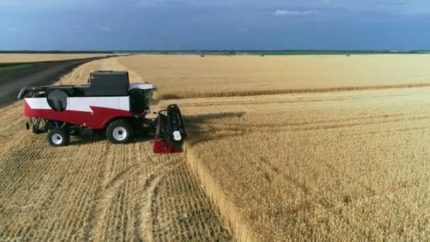 Vue aérienne de la moissonneuse batteuse. Récolte du champ de blé. Images industrielles sur le thème agricole. — Video