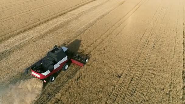 Veduta aerea drone dei lavori mietitrebbia nei campi di grano. — Video Stock