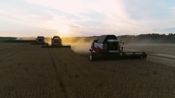Buğday manzaralı üç siluet hasat. Üç buğday tarlasında çalışan hasatçıların üzerinde uçan drone atışı. — Stok video