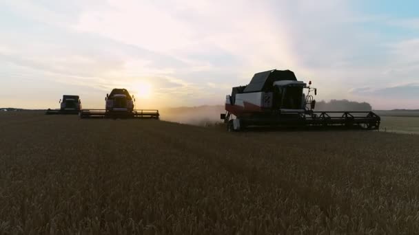 収穫の小麦3つのシルエットの空中ビュー。小麦畑で働いている3人のコンバイン収穫機の上を飛ぶドローンショット — ストック動画