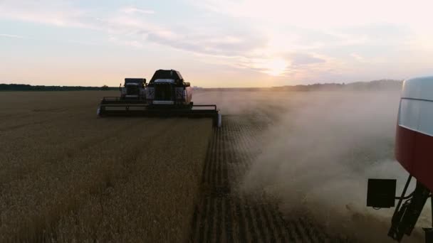 Жниватель переміщається на полі й корів дозріває пшениця. Механізм збирання врожаю зрізає пшеничні шпилети.. — стокове відео