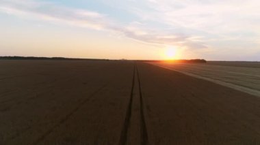 Buğday tarlasında günbatımının hava görüntüsü