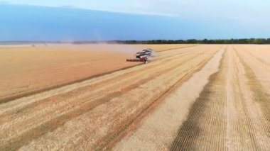 Buğday hasadının havadan görünüşü. Üç buğday tarlasında çalışan hasatçıların üzerinde uçan drone atışı.