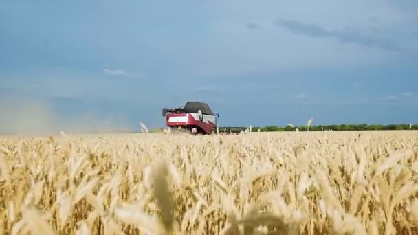 Erntemaschine zur Ernte von Weizenfeld bei der Arbeit. Mähdrescher landwirtschaftliche Maschine erntet goldenen reifen Weizen Feld. — Stockvideo