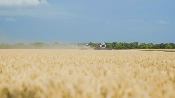 Oogstmachines om het tarweveld te bewerken. Combineer oogstmachines landbouwmachines oogsten gouden rijpe tarweveld. — Stockvideo