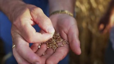 Çiftçi ellerini altın buğdayla kapat