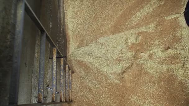 小麦は貯蔵場所に輸送するために穀物オーガーに注いでいます — ストック動画