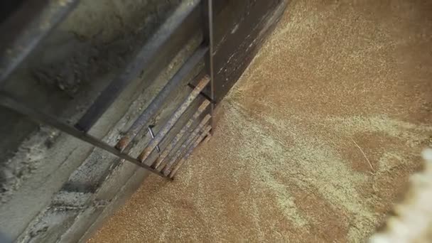 El trigo se vierte en el taladro de grano para transportarlo al lugar de almacenamiento — Vídeo de stock