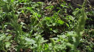 Genç yeşil meşe yaprakları. Ormanın ortasında küçük bir ağaç..