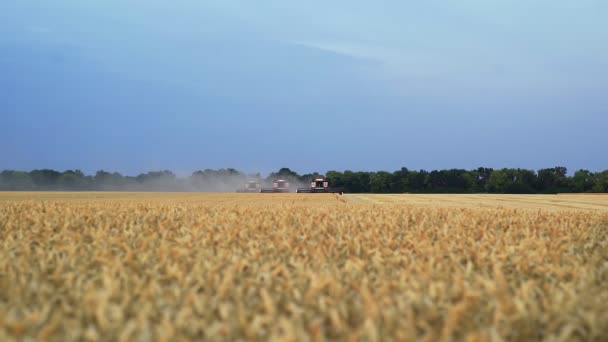 Máquinas cosechadoras para cosechar trigo trabajando en el campo. Cosechadoras cosechadoras cosechadoras cosechadoras de trigo maduro dorado. — Vídeo de stock
