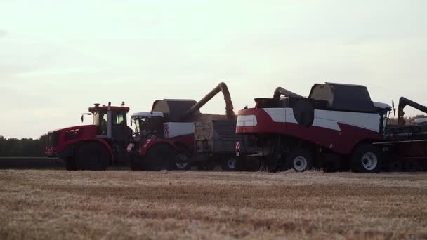 Kombinera skördare laster vete i traktor släpvagn — Stockvideo
