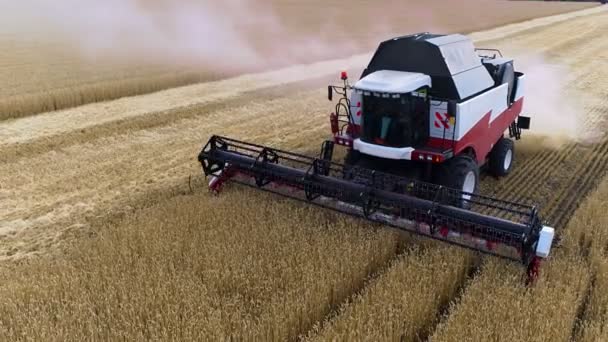 フィールド内の組み合わせ。収穫者の空中ビュー。収穫の季節。ライ麦と大麦. — ストック動画