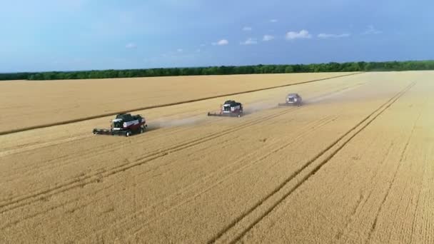 Buğday hasadının havadan görünüşü. Üç buğday tarlasında çalışan hasatçıların üzerinde uçan drone atışı. — Stok video