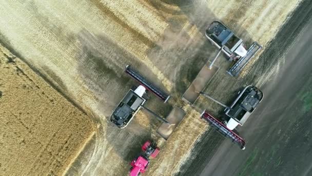 Drei Mähdrescher laden Weizen in den Traktoranhänger. Blick von oben — Stockvideo