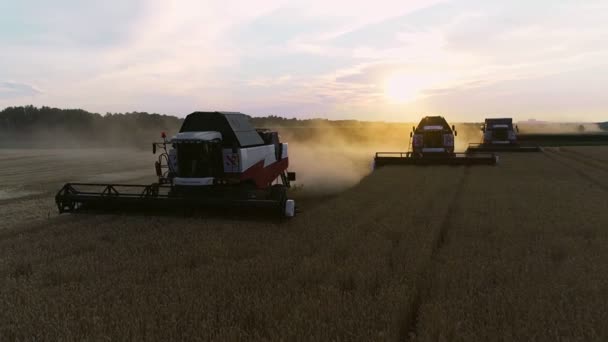 収穫の小麦3つのシルエットの空中ビュー。小麦畑で働いている3人のコンバイン収穫機の上を飛ぶドローンショット — ストック動画