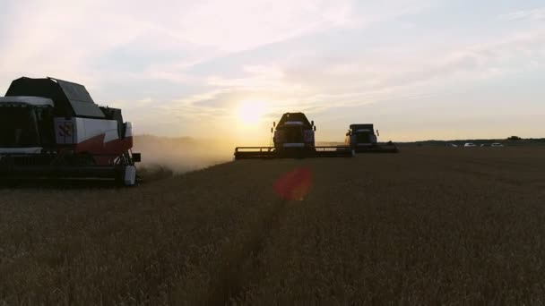 Luchtfoto van tarwe drie silhouet van oogsten. Drone schot vliegen meer dan drie combineren oogstmachines werken op tarweveld — Stockvideo