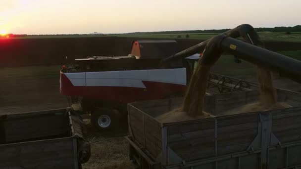 Kombinera skördare laster vete i traktorn släpvagn med solnedgång på bakgrunden — Stockvideo