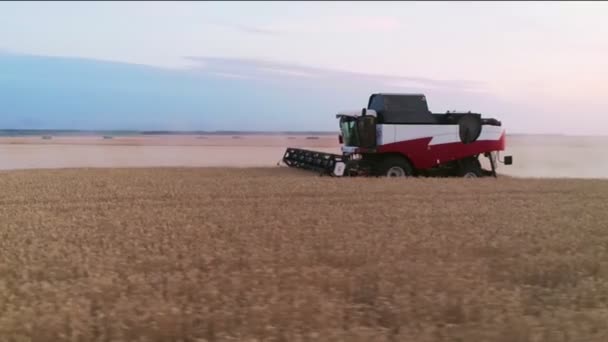 Drone shot flying over two combine harvesters working on wheat field — Stock Video