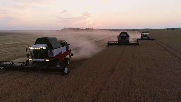 Беспилотник пролетел над двумя комбайнами, работающими на пшеничном поле — стоковое видео